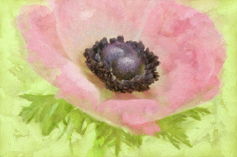 Flower Photograph - Anemone Pink And Lime by Cora Niele