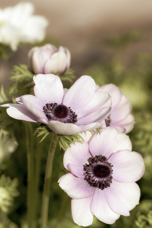 Anemone Poppies Photograph by Tanya C Smith