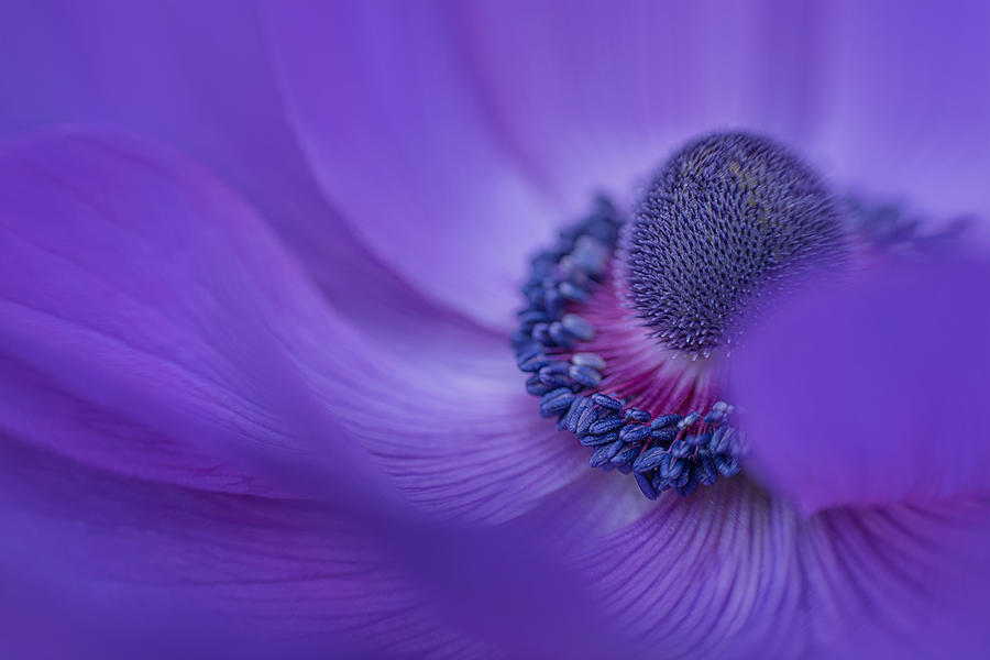 Flowers Still Life Photograph - Anemone Stamen by Lydia Jacobs