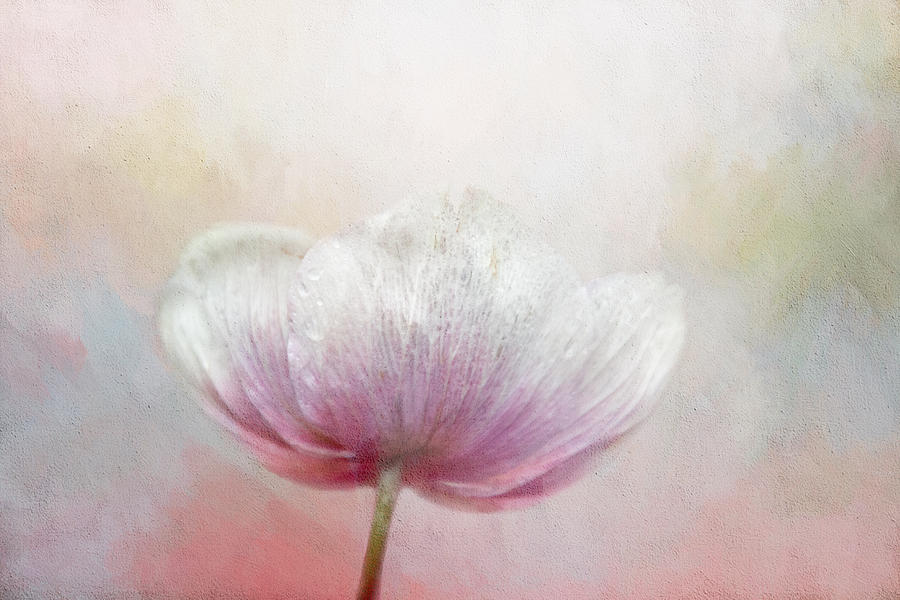Anemone Underside Digital Art by Terry Davis