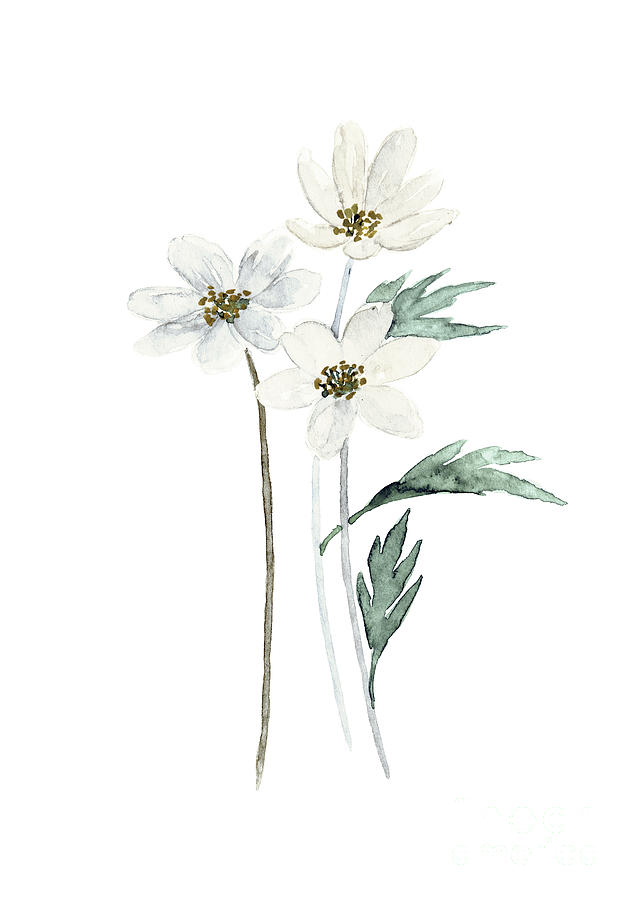 Anemone White Cream Painting, Anemone Flowers Home Decor