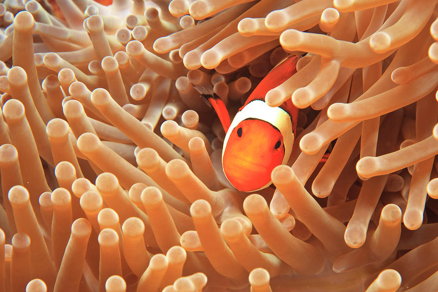 Anemonefish And Sea Anemone, Wetar Photograph by Gallo Images