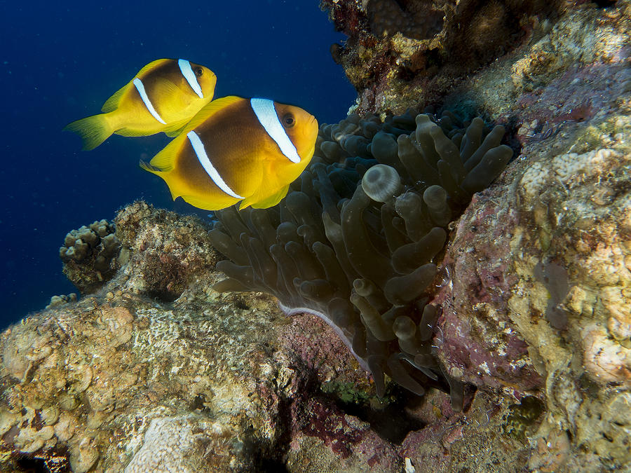 Underwater Photograph - Anemonefish by Ilan Ben Tov