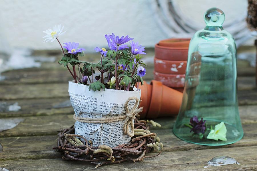 Anemones In A Pot Wrapped With Newspaper In A Small Willow Wreath, Pansies Under A Glass Dome Photograph by Erika Reetz