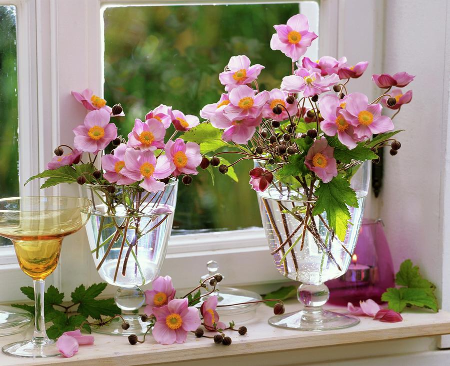 Anemones In Glasses By Window Photograph by Friedrich Strauss