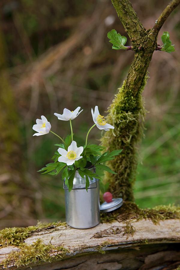 Anemones In Milk Can dolls House Accessory On Mossy Wood In Garden Photograph by Sabine Lscher