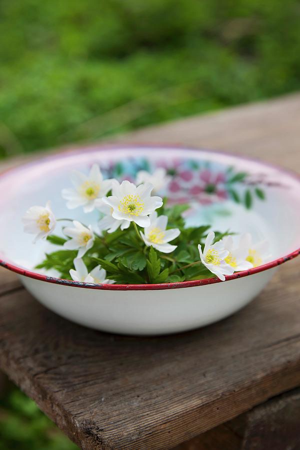 Anemones In Old Enamel Bowl On Wooden Table In Garden Photograph by Sabine Lscher