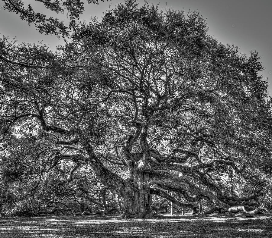 Angel Oak 7 Morning Shadows B W Johns Island Landscape Charleston South Carolina Art Photograph by Reid Callaway