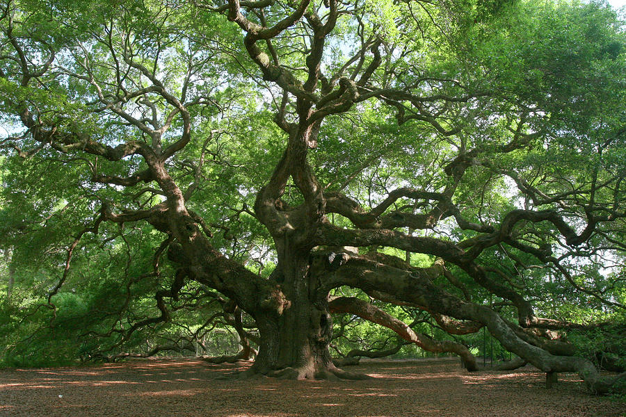 Tree Photograph - Angel Oak 9098 by Robert Goldwitz
