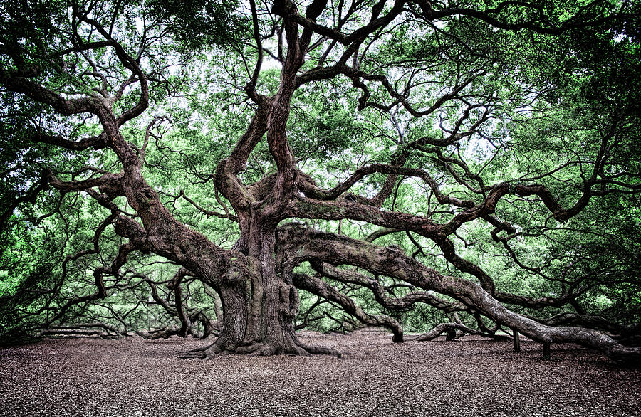 Angel Oak - Charleston Photograph by Daniel Hagerman