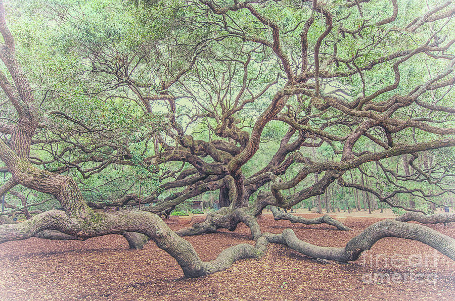Angel Oak Limbs Photograph