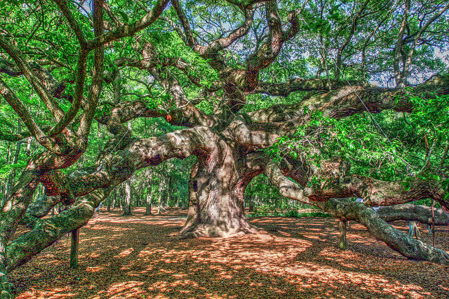 Tree Photograph - Angel Oak by Robert Goldwitz