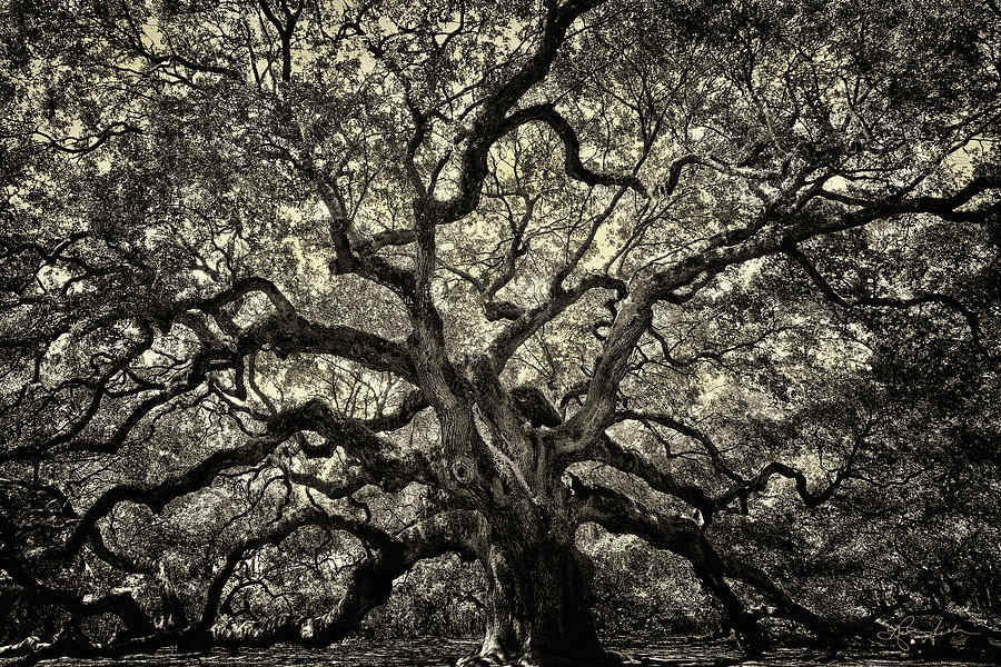 Angel Oak - Sepia Photograph by Renee Sullivan