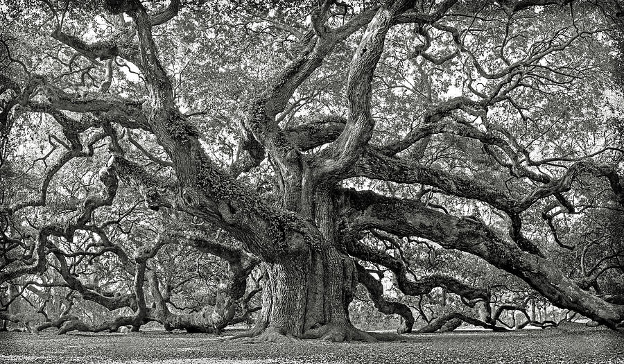Angel Oak Tree 2 Photograph by Lynne Jenkins