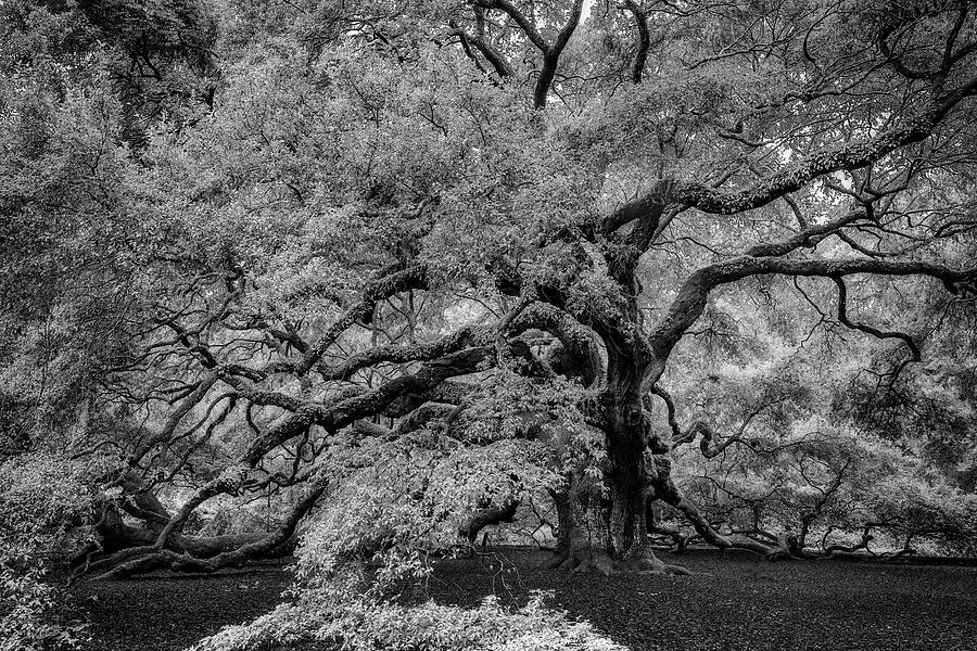 Nature Photograph - Angel Oak Tree Black and White by Rick Berk