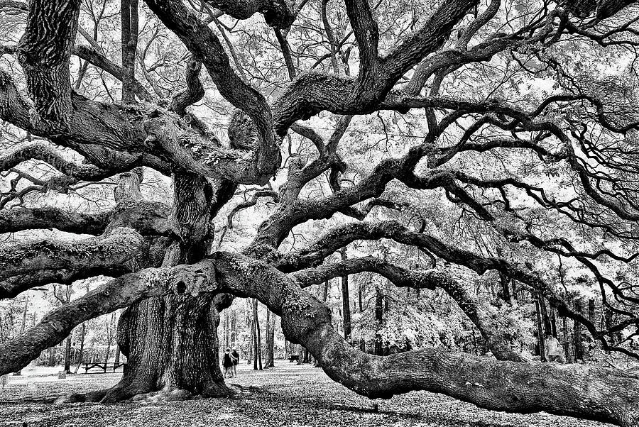 Angel Oak Tree Black - White Photograph by Louis Dallara