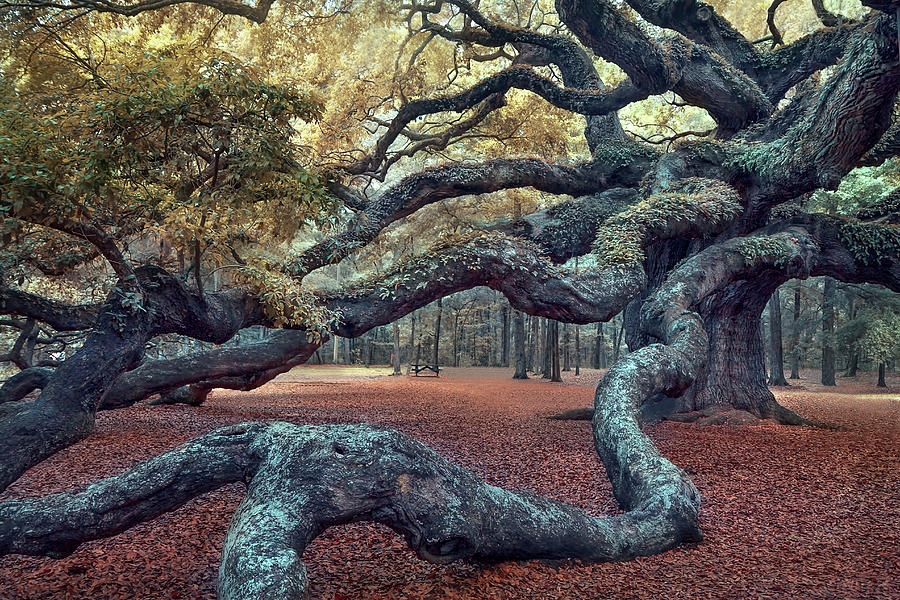 Nature Photograph - Angel Oak Tree by Magda Bognar