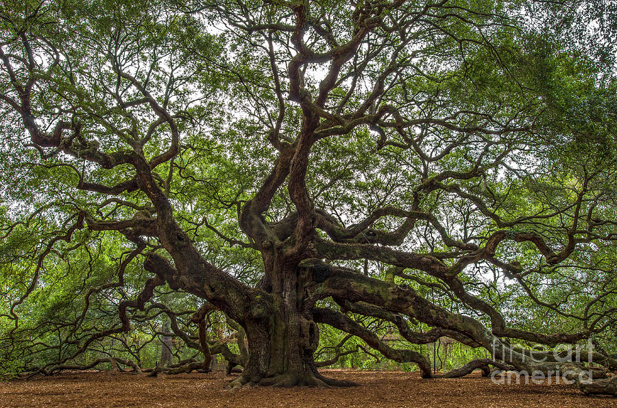 Angel Oak Tree Mysteries Photograph by Dale Powell