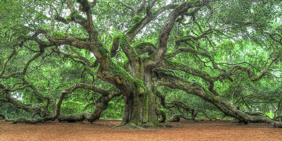 Angel Oak - Tree of Life Photograph by Don Mennig