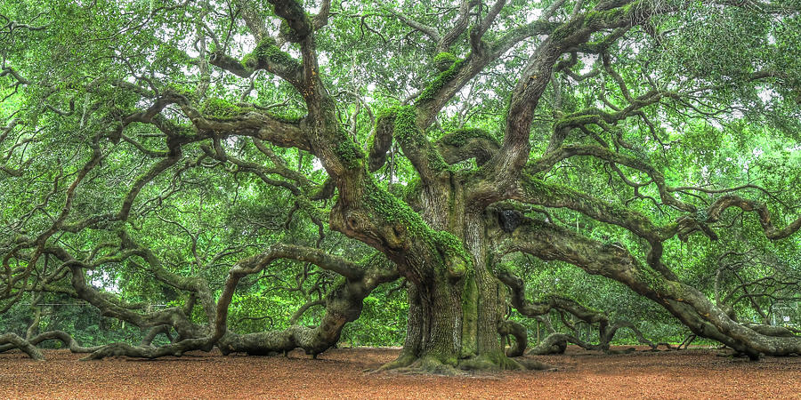 Angel Oak - Tree Of Life - Johns Island Photograph