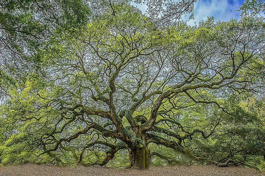 Angel Oak Tree Photograph by Peggy Blackwell