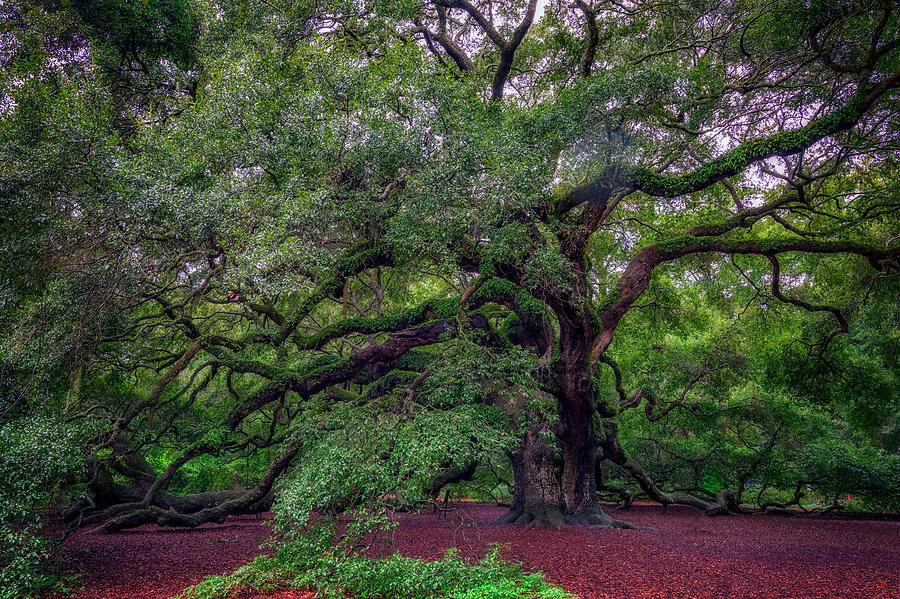 Nature Photograph - Angel Oak Tree by Rick Berk