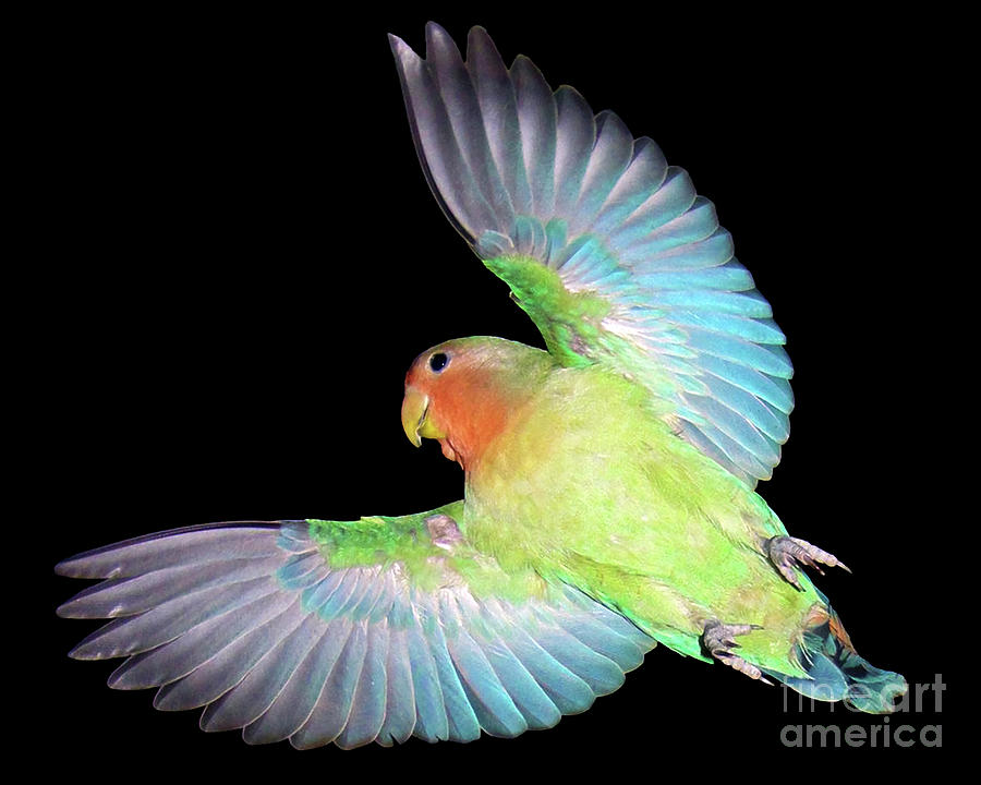 Lovebird Photograph - Angel Pickle by Terri Waters