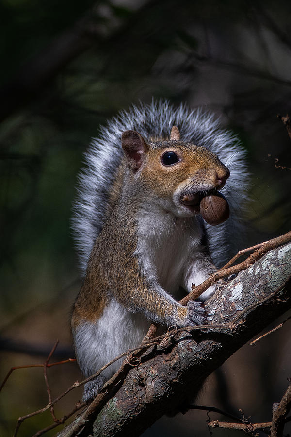Angel Squirrel Photograph by Linda Bonaccorsi