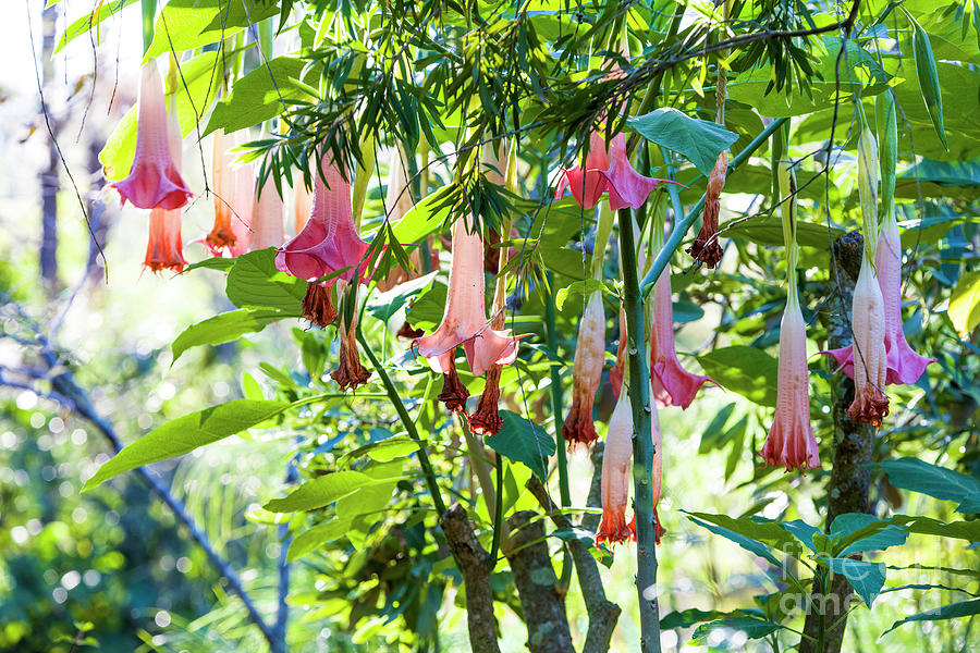 Angel Trumpets, Brugmansia Photograph by Felix Lai