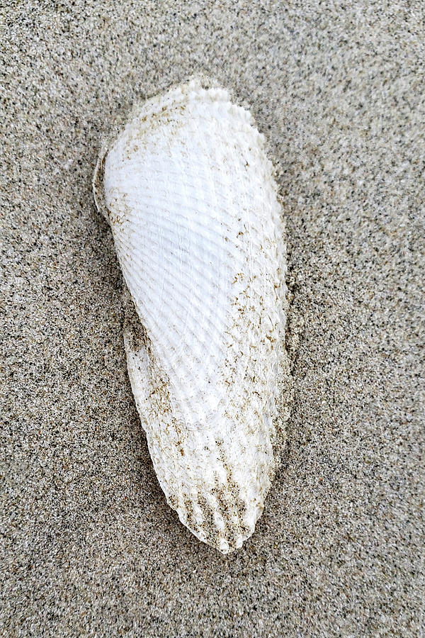 Angel Wing in the Sand Photograph by Al Torres - Fine Art America