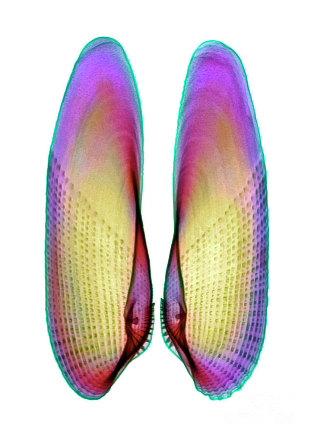 Shell Photograph - Angel Wing Shell by D. Roberts/science Photo Library