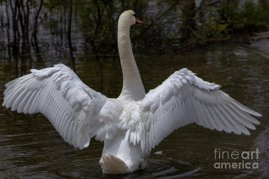 Angel Wings or Simply Swan Photograph by Alma Danison