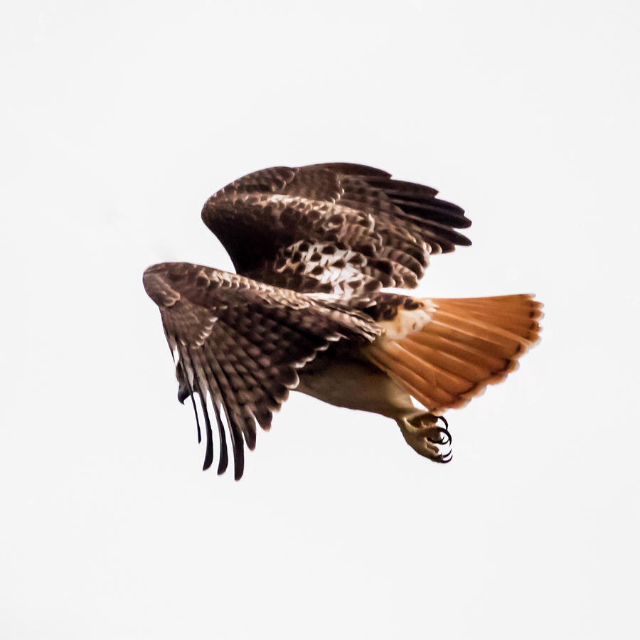 Angel Wings Red Tail Hawk Photograph