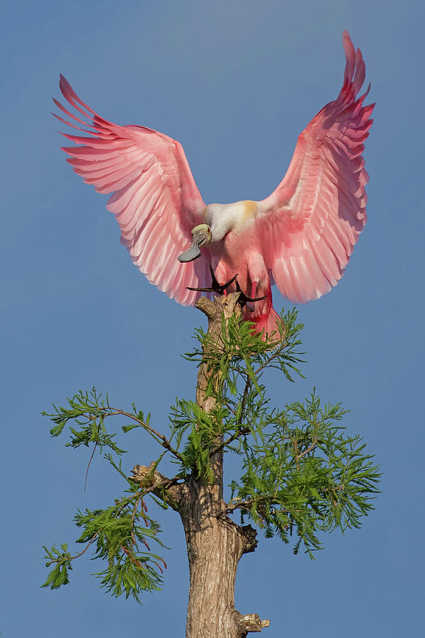 Wildlife Photograph - Angel Wings by Sandy Sisti
