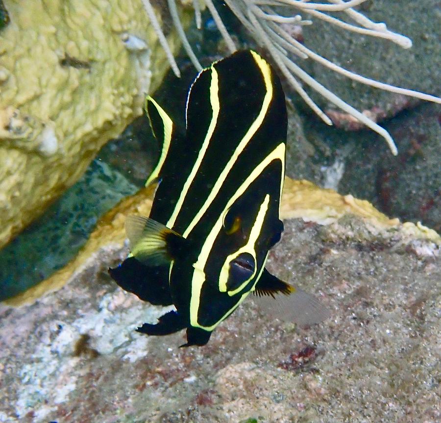 Angelfish Kiss Photograph by Annette Kirchgessner