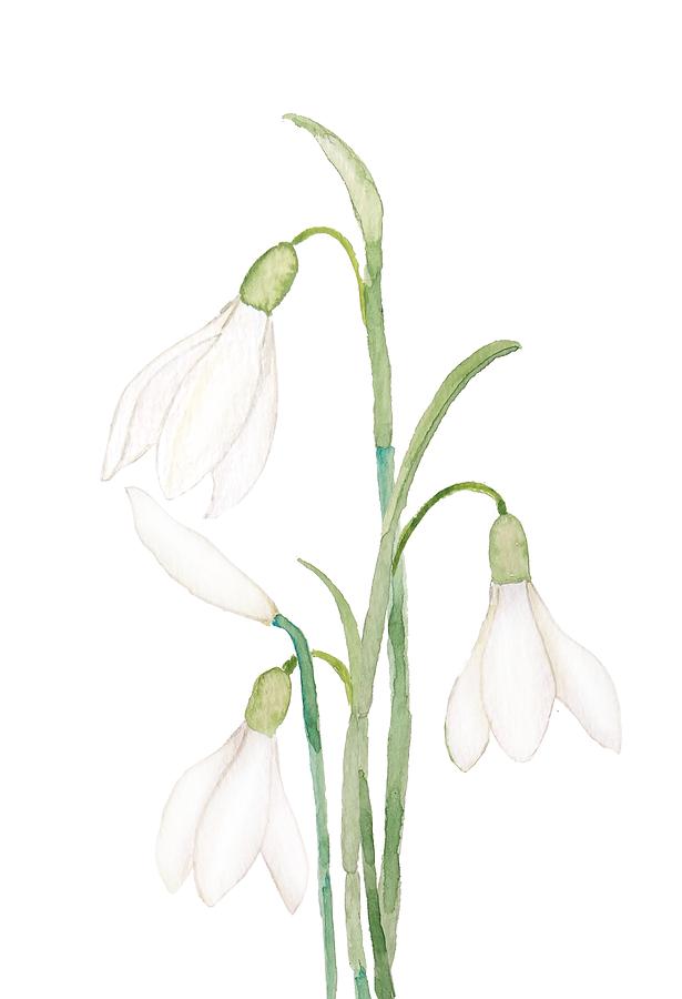 Angelic Snowdrop Flowers Watercolor Painting by Color Color