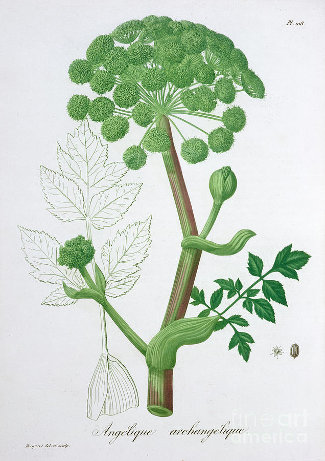 Angelica Archangelica Garden Angelica Drawing by Heritage Images