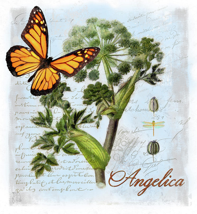 Butterfly Digital Art - Angelica Herb by Tina Lavoie