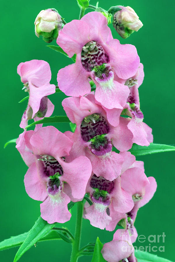 Angelonia Carita Series pink by Geoff Kidd science Photo Library