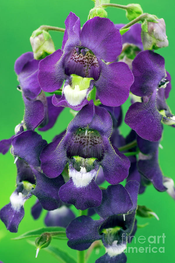 Angelonia Carita Series purple by Geoff Kidd science Photo Library