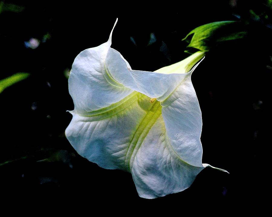 Angels Trumpet Photograph by Alida M Haslett