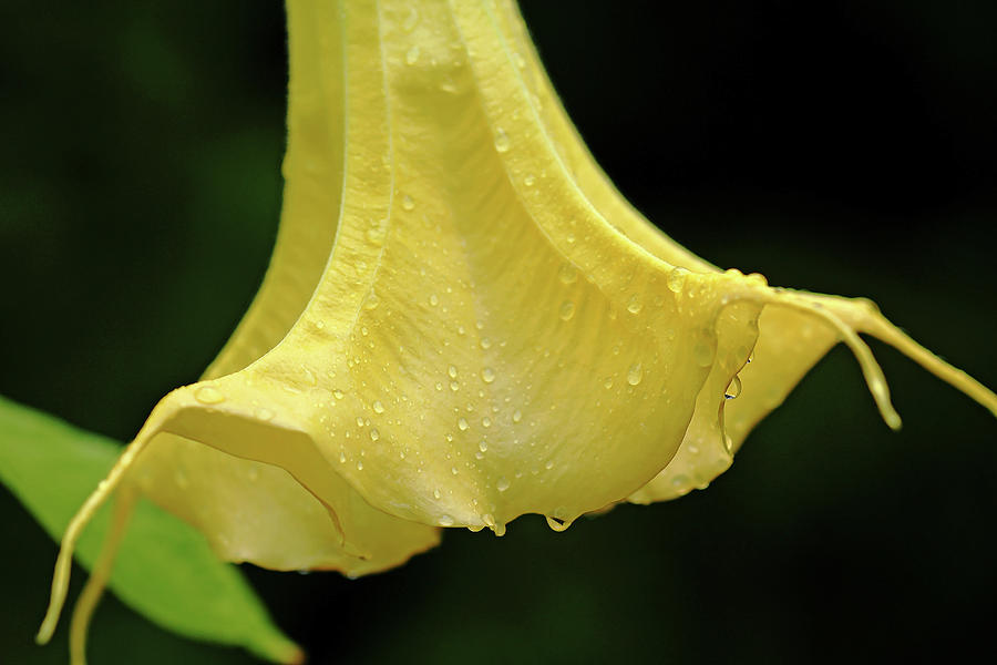 Angels Trumpet In Yellow With Raindrops Photograph by Debbie Oppermann