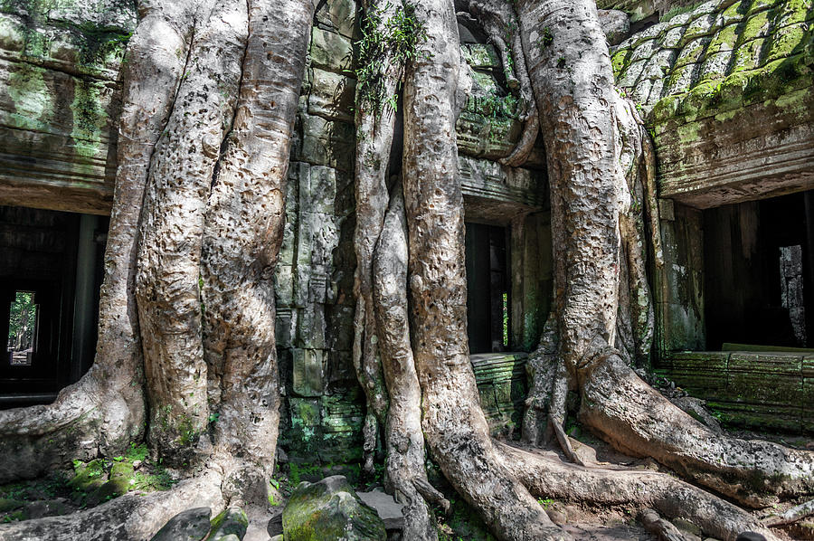 Angkor Roots by Ian Robert Knight Angkor Roots by Ian Robert Knight