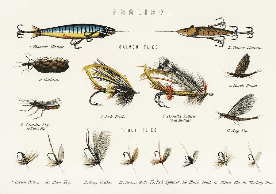 Angling baits from British Fresh Water Fishes 1879 Painting by Celestial  Images - Fine Art America