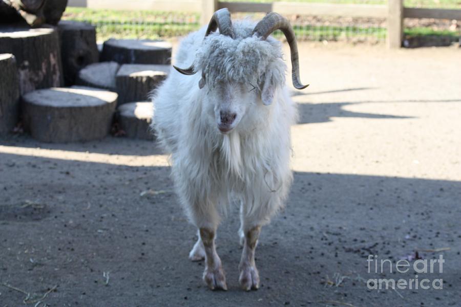 Angora Goat Photograph by John Telfer
