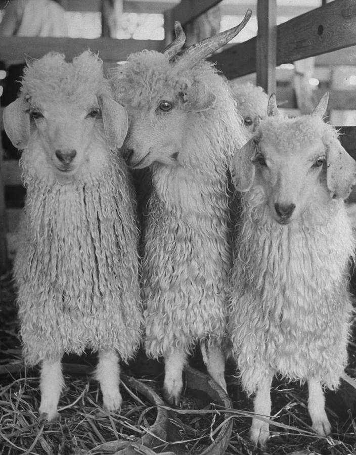 Black And White Photograph - Angora Goats by Alfred Eisenstaedt