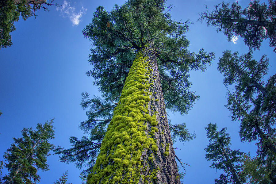 Angora Lakes Mossy Tree California  Photograph by Anthony Giammarino