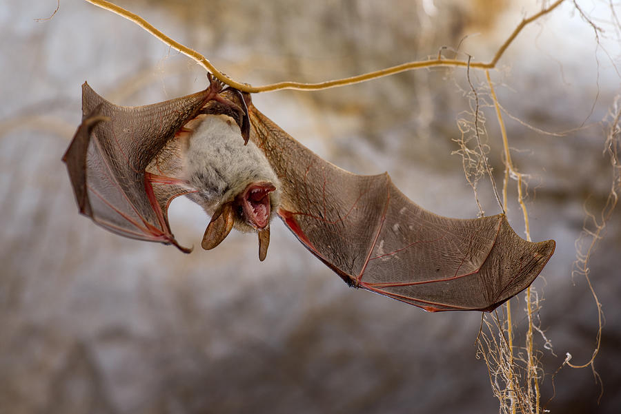 Angry Bat Photograph by Christian Roustan (kikroune)
