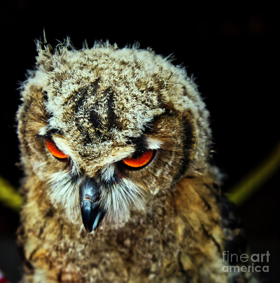 Angry bird Photograph by Bruce Block