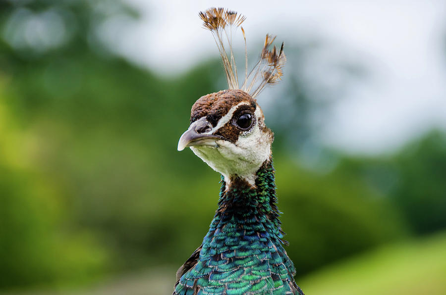 Angry Bird Photograph by Douglas Wielfaert